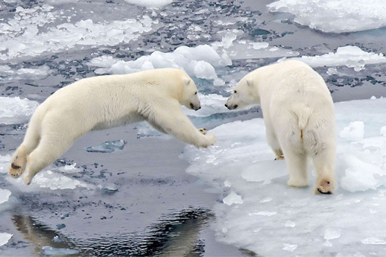 alaska cruise polar bears