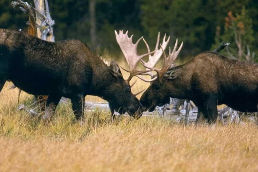 Лоси ая. Йеллоустоунский Лось. Yellowstone National Park Moose. Обитатели национального парка Шорский. Шорский национальный парк животные.